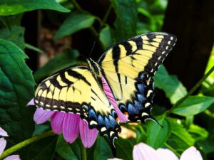 Swallowtail butterfly spiritual meaning