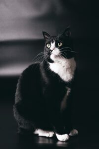 Black and white cat spiritual meaning