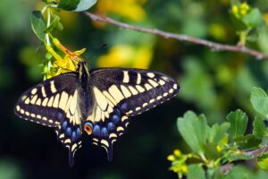 Swallowtail butterfly spiritual meaning