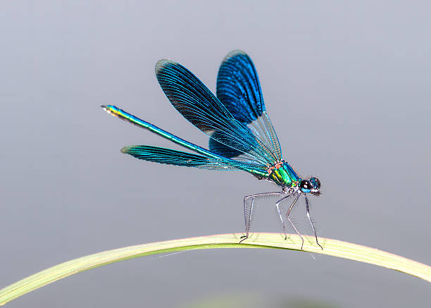blue dragonfly meaning