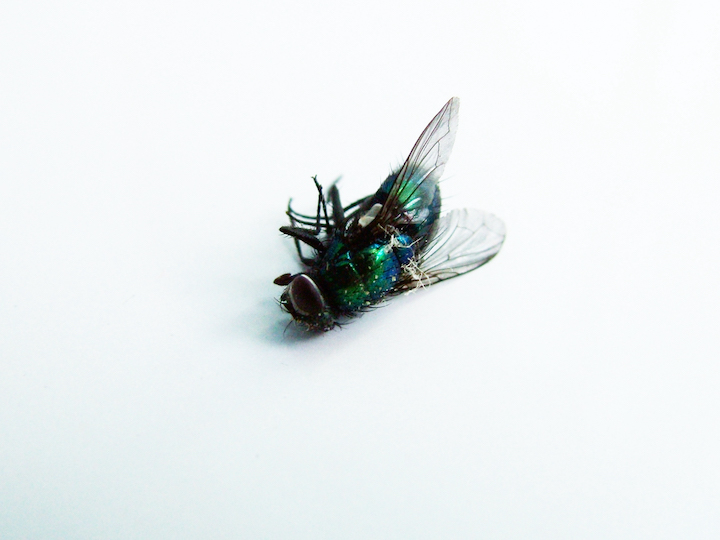 Dead Fly Meaning