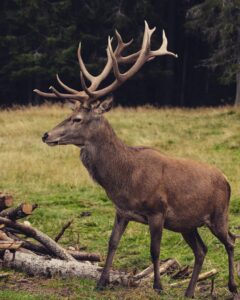 Deer Dream Meaning