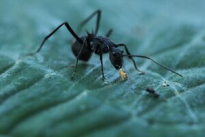 black ants spiritual meaning