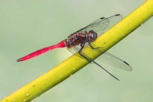 Red Dragonfly Spiritual Meaning
