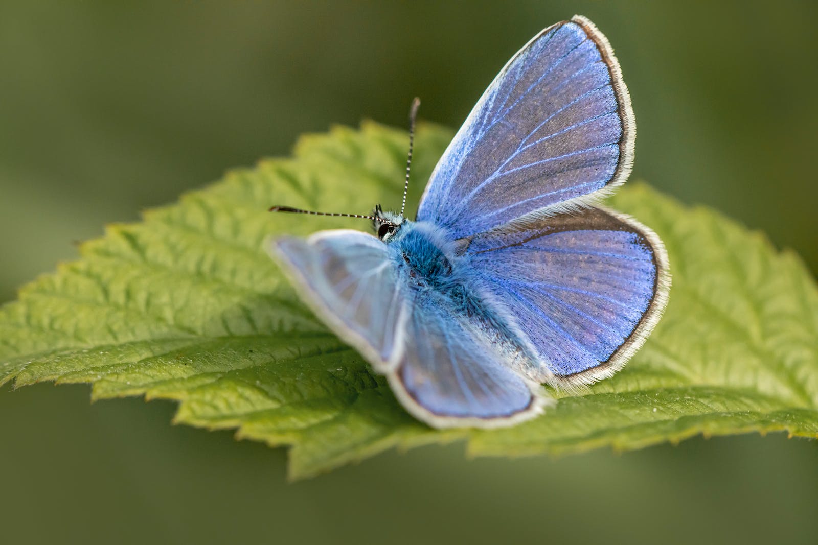 Blue monarch butterfly