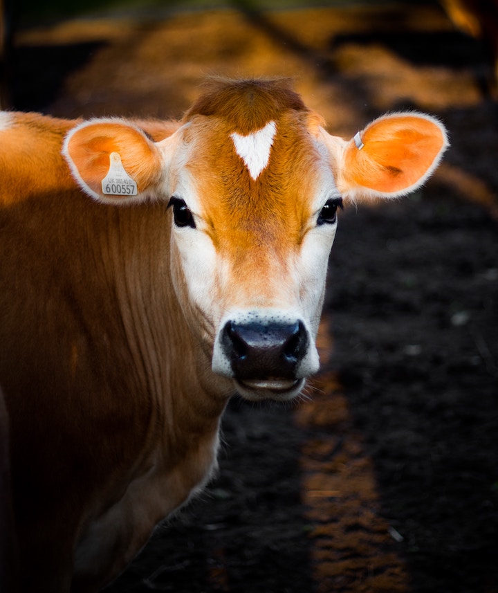 Cow Spiritual Meaning