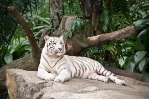 white tiger dream