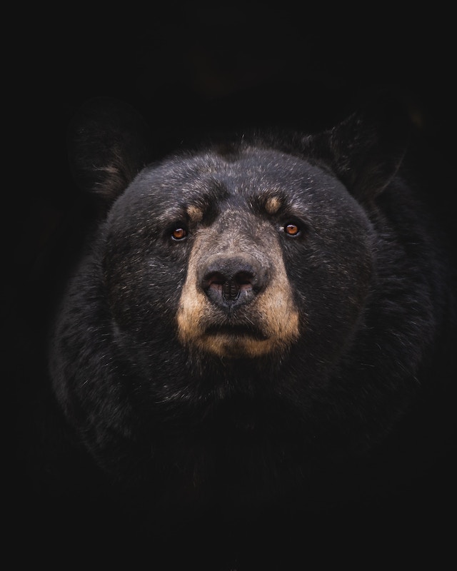 black bear dream