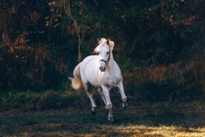 white horse spiritual meaning