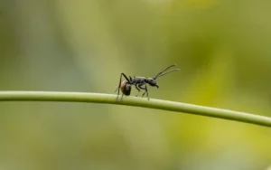 black ants spiritual meaning