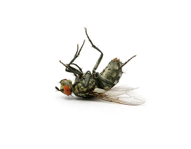 Dead Fly Meaning