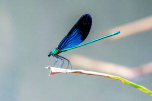 blue dragonfly meaning