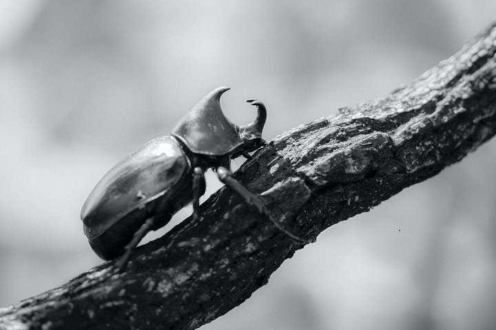 black beetle spiritual meaning