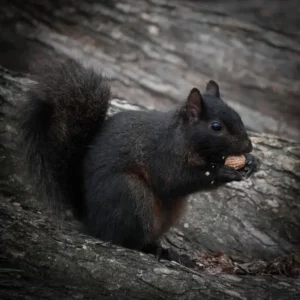 black squirrel symbolism