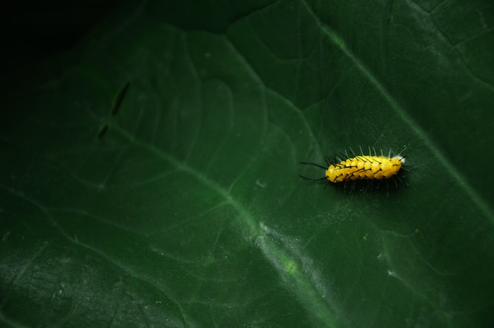 Dead Caterpillar
