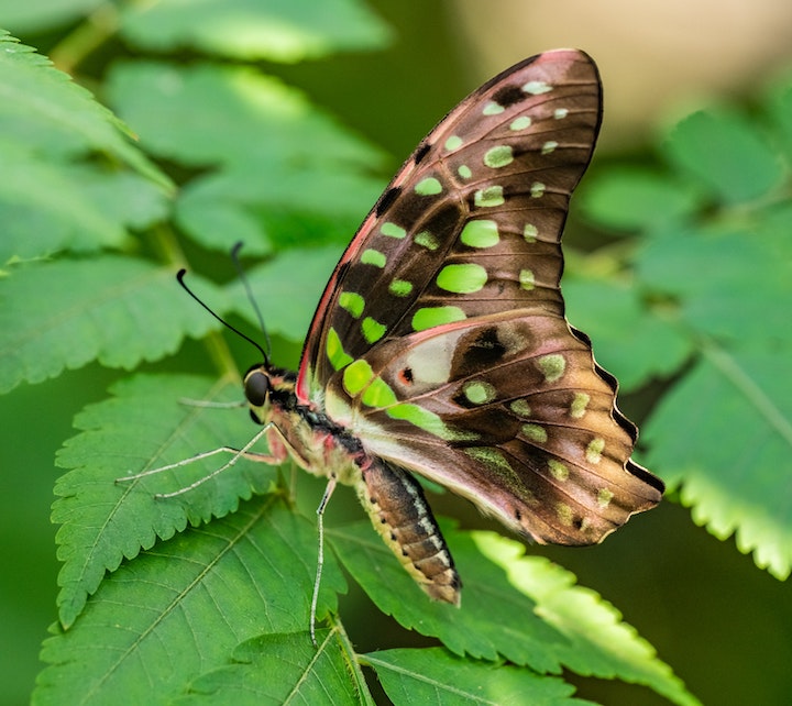 Green Butterfly Spiritual Meaning