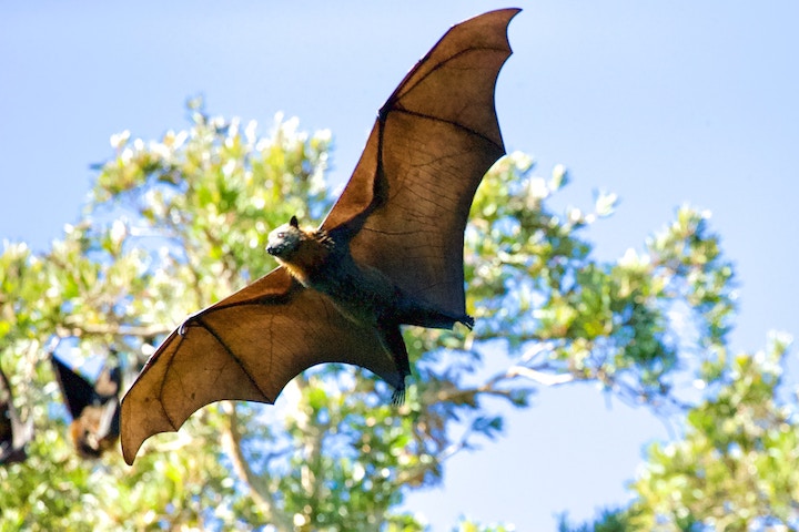 Bat in Dream Meaning