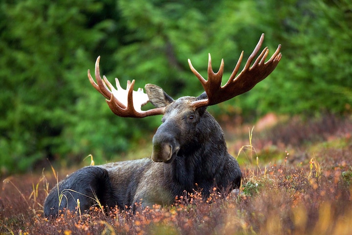 Dreaming of a Moose