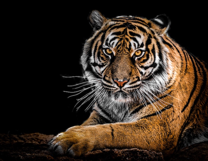 tigers in dreams