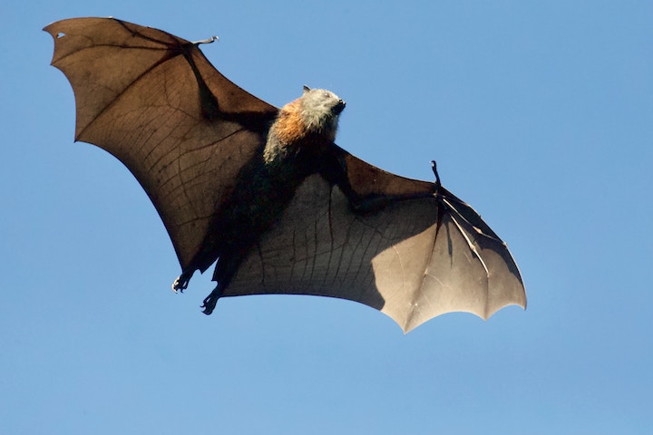 Bat in Dream Meaning