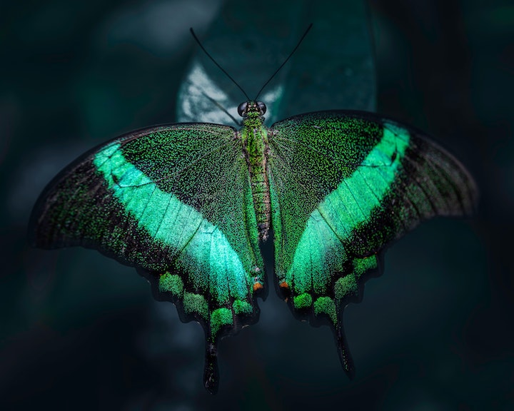 Green Butterfly Spiritual Meaning