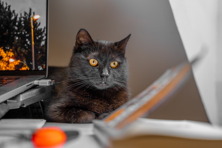 Black Cat with Orange Eyes