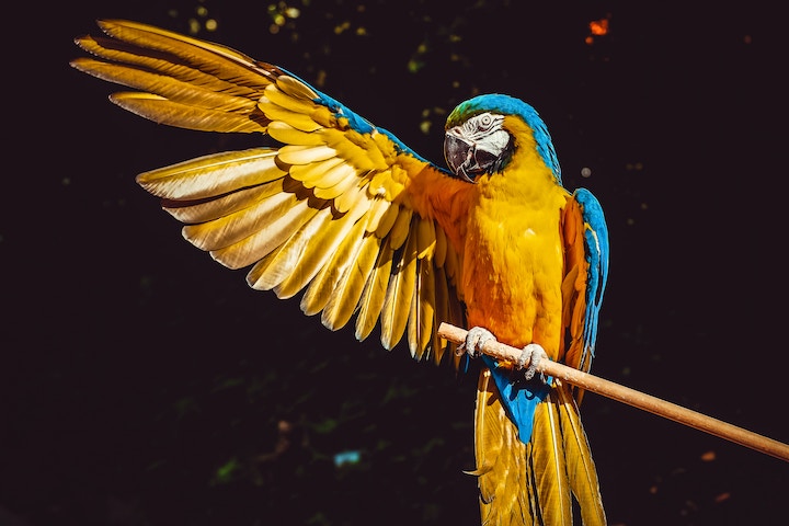 dream about parrots