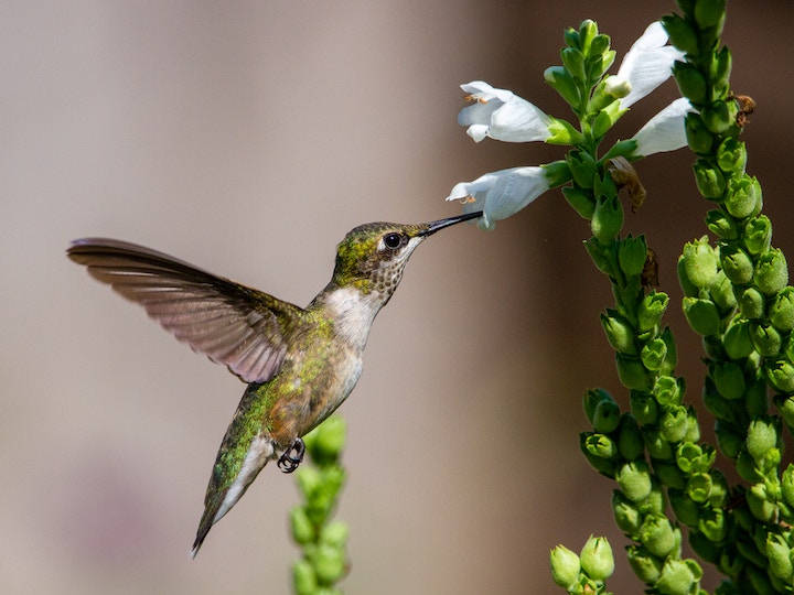 dead hummingbird meaning