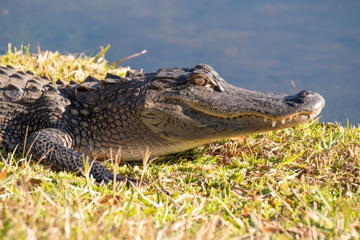 Dead Alligator Meaning