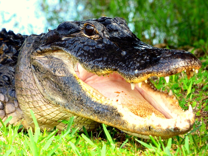 Dead Alligator Meaning