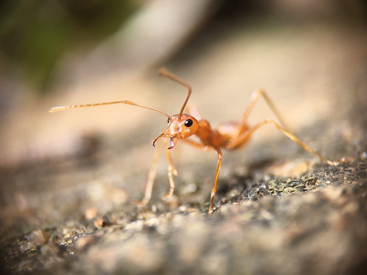 Ant Spiritual Meaning