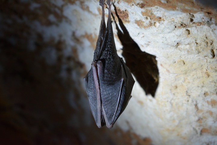 Dead Bat Spiritual Meaning