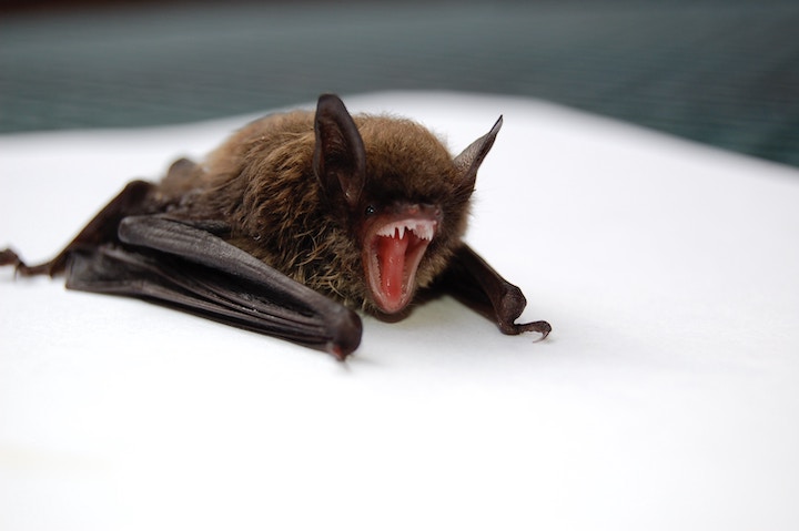 Dead Bat Spiritual Meaning