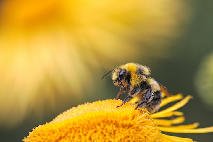 Bumblebee Dream Meaning