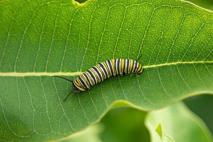 Caterpillar Dream Meaning