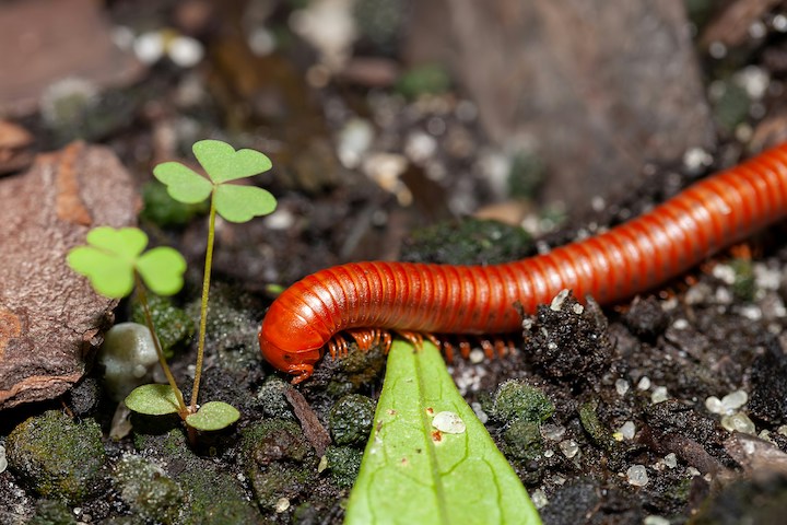 Centipede Spiritual Meaning