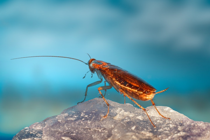 cockroach in dream meaning