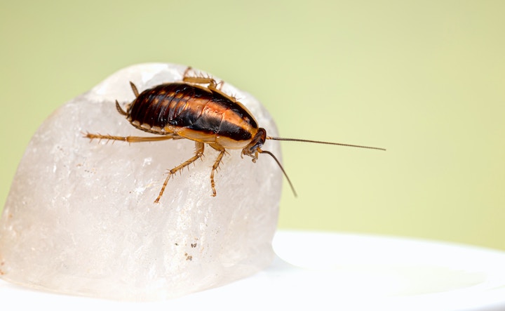 cockroach in dream meaning