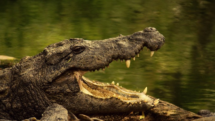 Dead Crocodile Meaning