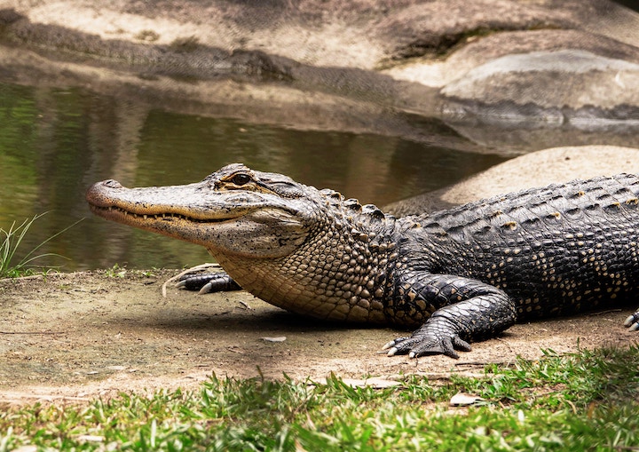 Crocodile Spiritual Meaning