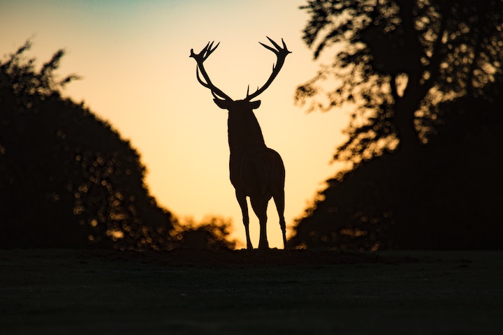 Deer Spiritual Meaning