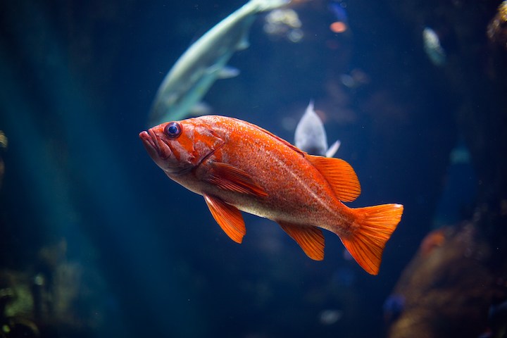 Fish Spiritual Meaning