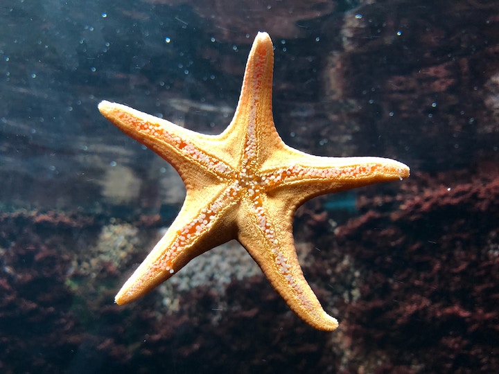 Dead Starfish Spiritual Meaning