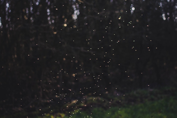 Fireflies in Dreams