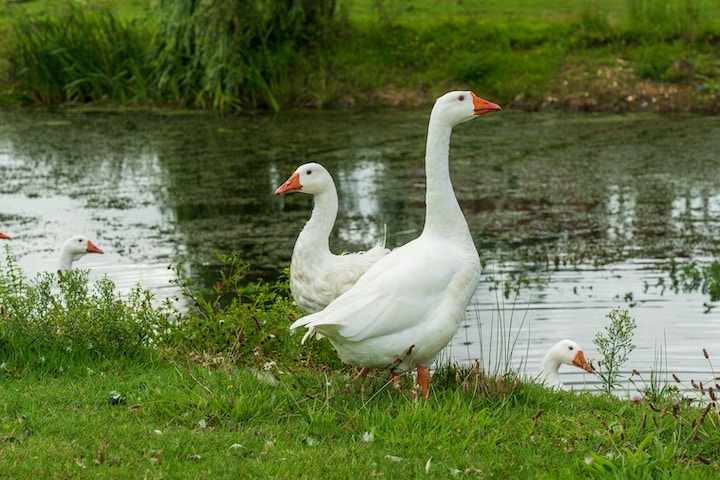 Goose Spiritual Meaning
