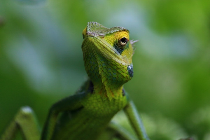 green lizard spiritual meaning