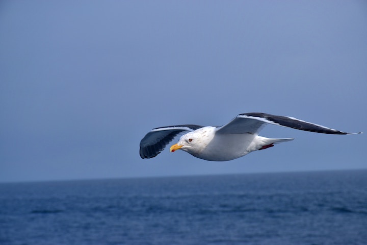 seagull in dreams