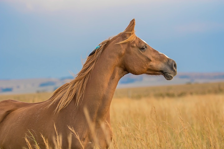 Brown Horse Dream Meaning