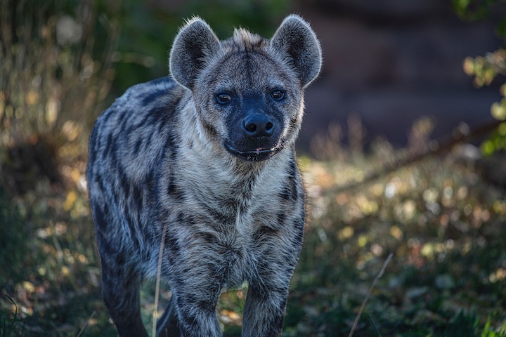 hyena in dreams