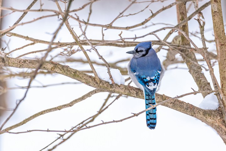 Dead Blue Jay Meaning